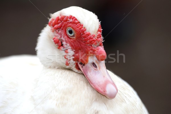 Muscovy Duck Stock photo © fouroaks