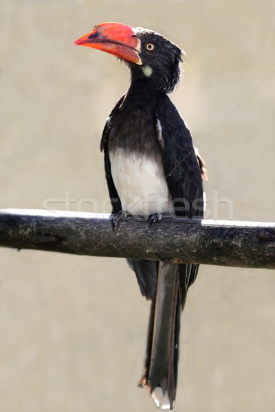 Afrikai szürke madár narancs csőr szem Stock fotó © fouroaks
