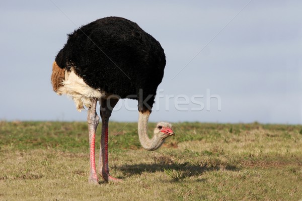 Erkek devekuşu Afrika çim arka plan bacaklar Stok fotoğraf © fouroaks