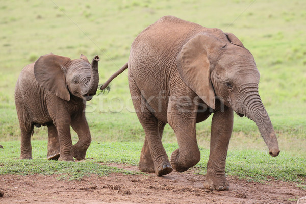 Young African Elephant Friends Stock photo © fouroaks