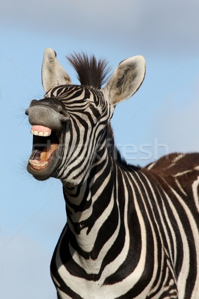 Laughing Zebra Stock photo © fouroaks