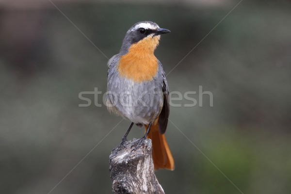 Ground Thrush Bird Stock photo © fouroaks