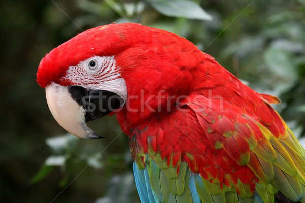 Green-Winged Macaw Parrot Stock photo © fouroaks