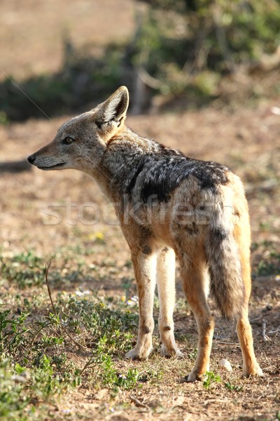 Black Backed Jackal Stock photo © fouroaks