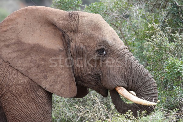 Słoń afrykański jedzenie Bush lasu Afryki parku Zdjęcia stock © fouroaks