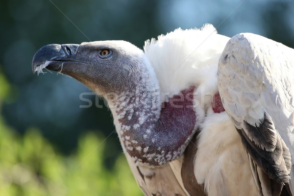 Geier Vogel groß Schnabel nackt Hals Stock foto © fouroaks
