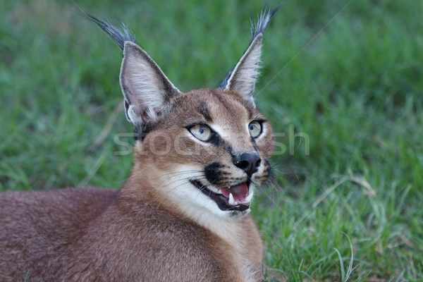 Vaşak portre yakışıklı kedi Afrika Stok fotoğraf © fouroaks