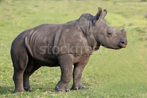 Cute Baby White Rhino Stock photo © fouroaks