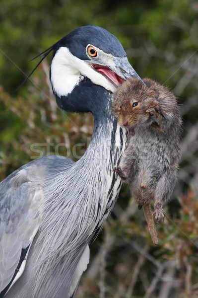 Heron Bird and Catch Stock photo © fouroaks