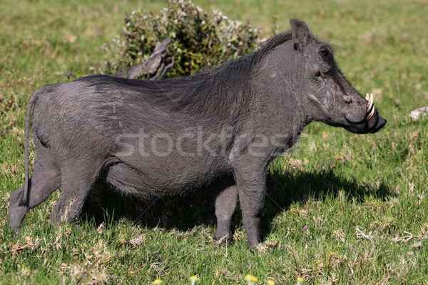 African Warthog Stock photo © fouroaks