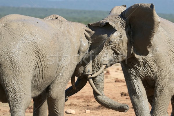 Olifant strijd twee modderig afrikaanse olifanten Stockfoto © fouroaks