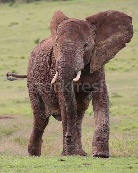 Elefant african masculin mare iarbă mers piele Imagine de stoc © fouroaks