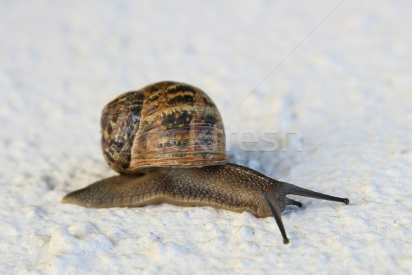 Garden Snail Stock photo © fouroaks