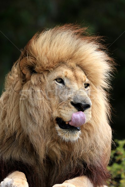 Male Lion Licking Lips Stock photo © fouroaks