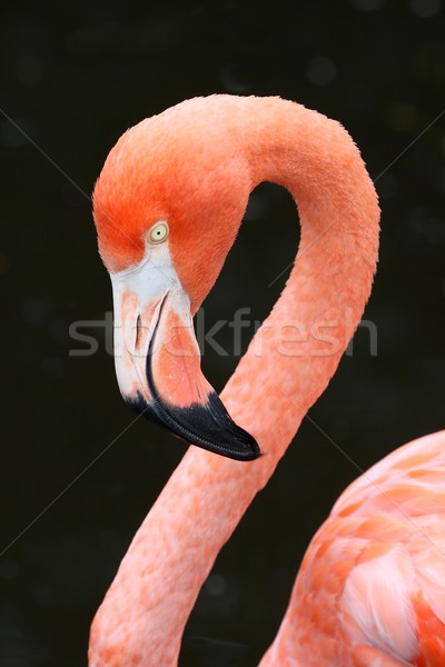 Pink Flamingo Stock photo © fouroaks