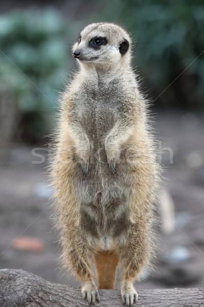 Cute stehen Gesicht Natur Wüste Mund Stock foto © fouroaks