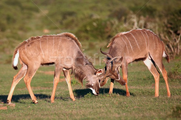 Kudu Antelope Battle Stock photo © fouroaks
