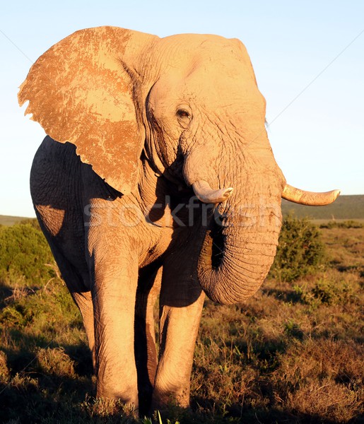 Urias elefant african masculin mare acoperit noroi Imagine de stoc © fouroaks