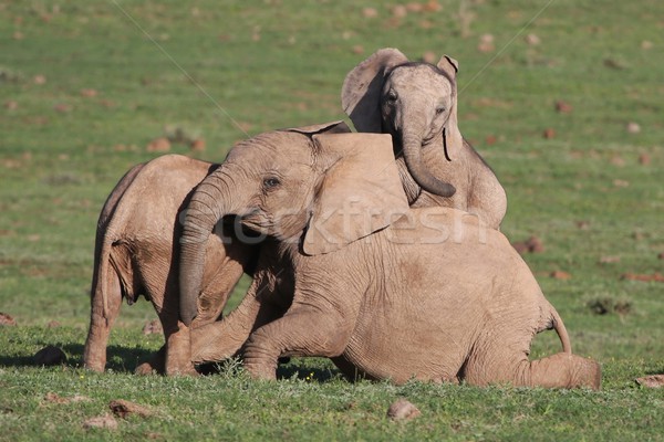 Baby African Elephant Fun Stock photo © fouroaks