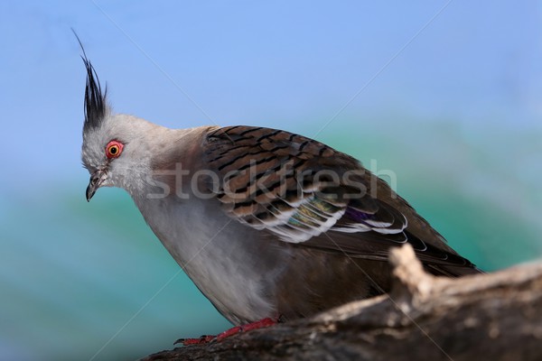 Crowned Pigeon Bird Stock photo © fouroaks