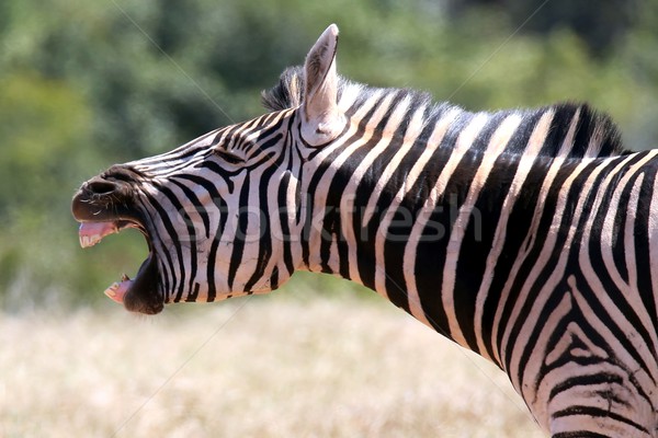 Zebra Shout Stock photo © fouroaks