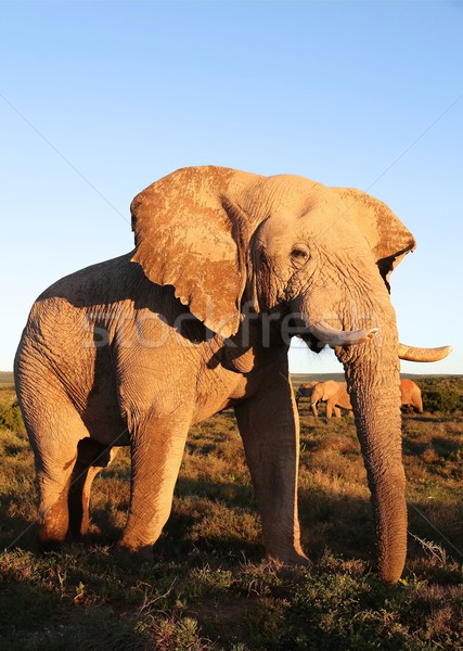 Huge African Elephant Male Stock photo © fouroaks