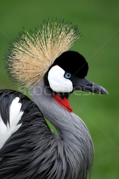 Crowned Crane Bird Stock photo © fouroaks