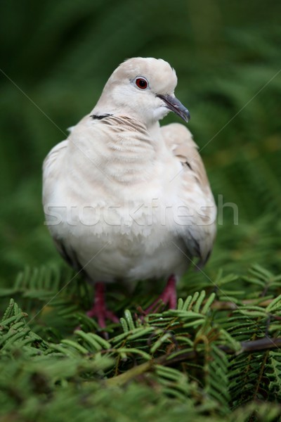 Babary Dove Stock photo © fouroaks