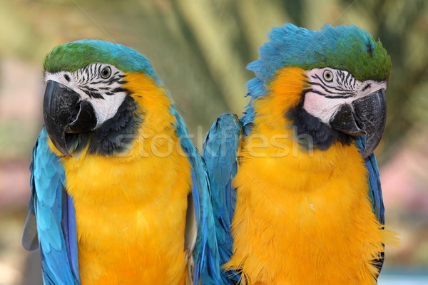 Maccaw Parrot Pair Stock photo © fouroaks