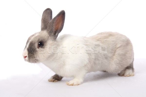 Foto stock: Coelho · rabino · bonitinho · cinza · branco · primavera