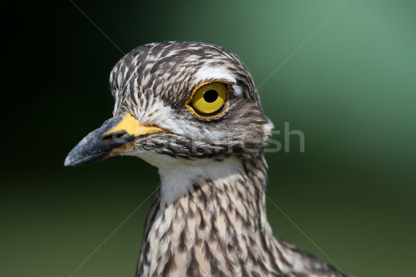 Uccello ritratto natura piuma africa parco Foto d'archivio © fouroaks