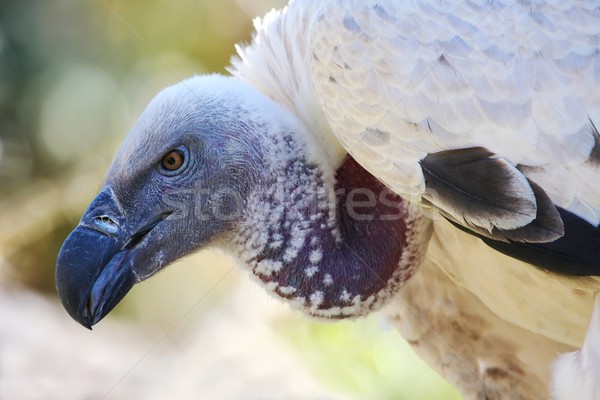 Griffon Vulture Stock photo © fouroaks