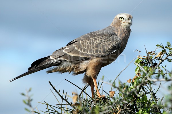 Juvenile Pale Chanting Goshawk Bird Stock photo © fouroaks