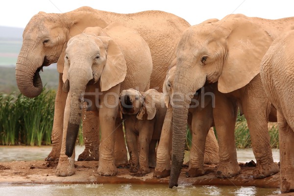 Elephants at Waterhole Stock photo © fouroaks