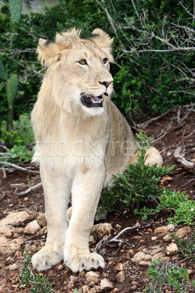 Lion Portrait Stock photo © fouroaks