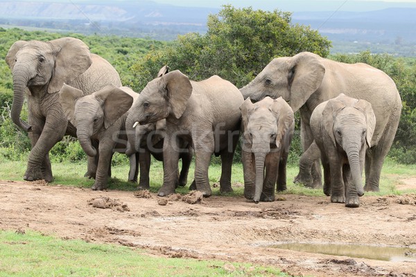 African Elephants at Waterhole Stock photo © fouroaks