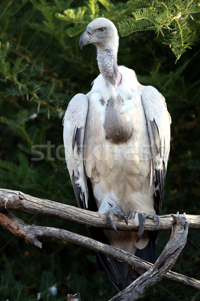 Griffon Vulture Bird Stock photo © fouroaks