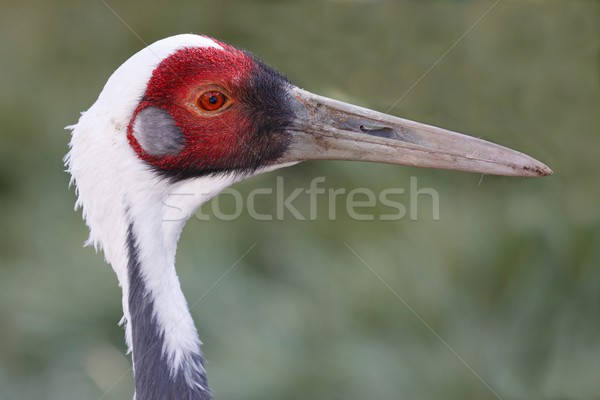 Grúa aves retrato hermosa largo pico Foto stock © fouroaks