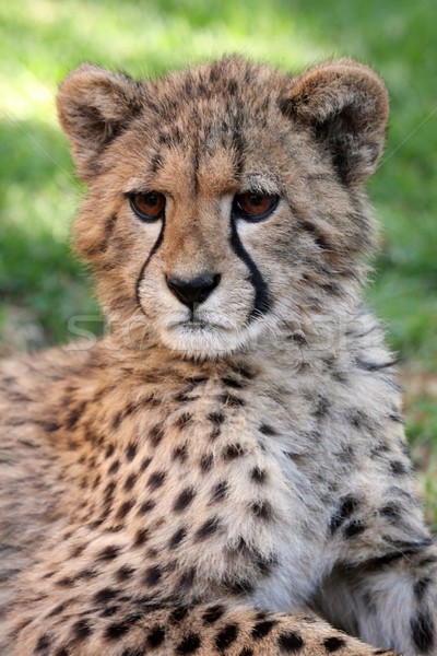 Baby ghepardo ritratto cute occhi marroni Foto d'archivio © fouroaks