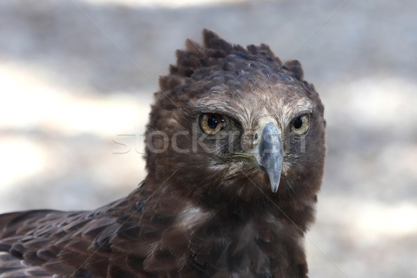 Crested Eagle Raptor Stock photo © fouroaks