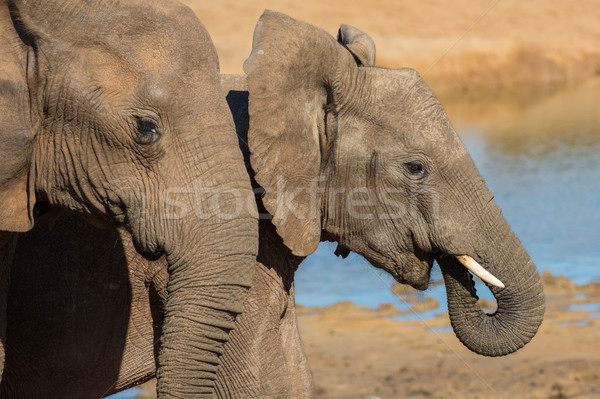 Elefant african prietenii doua tineri african elefantii Imagine de stoc © fouroaks