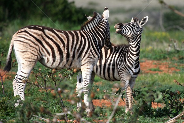 Young Wild Zebras Stock photo © fouroaks