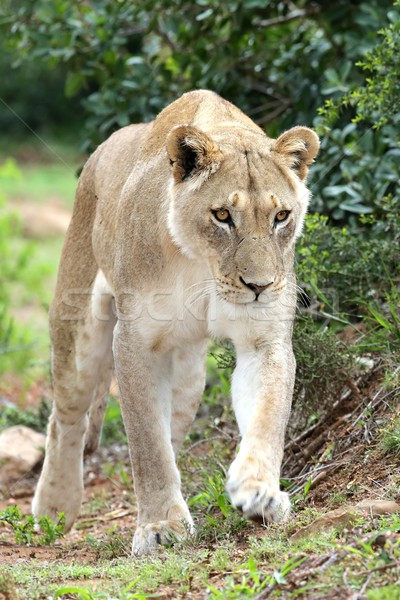 Stock photo: Lioness on Prowl