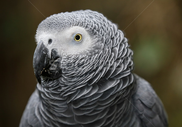African Gray Parrot Portrait Stock photo © fouroaks