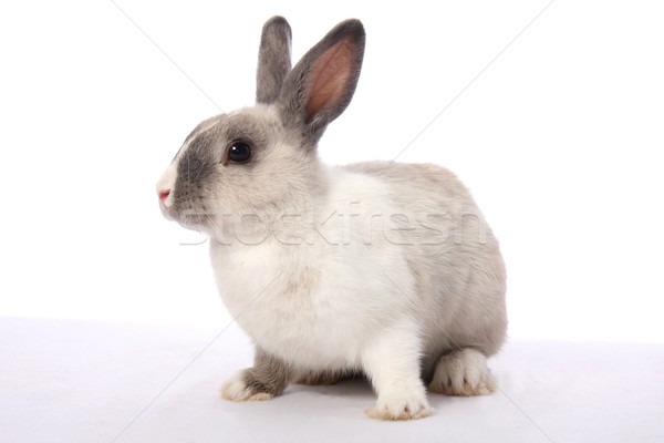 Foto stock: Vacaciones · conejo · cute · gris · blanco · primavera