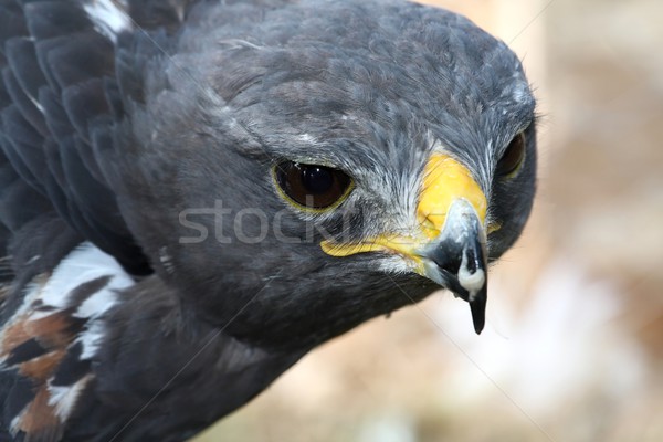 Jackal Buzzard Bird Stock photo © fouroaks