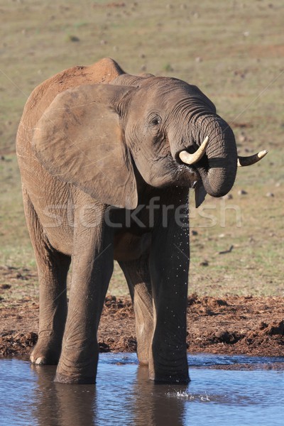 Elefant african mare masculin potabilă piele putere Imagine de stoc © fouroaks