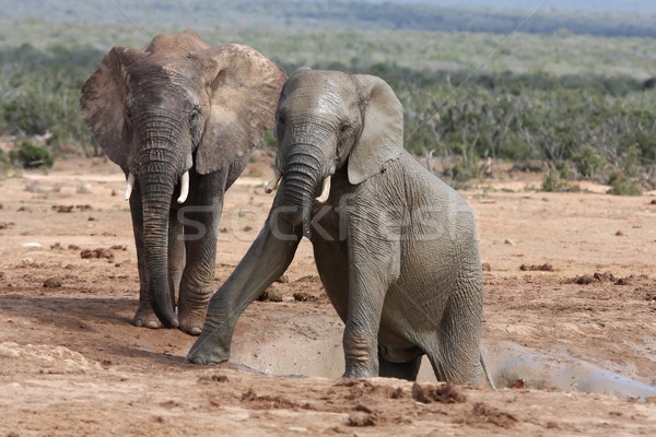 African Elephants Stock photo © fouroaks
