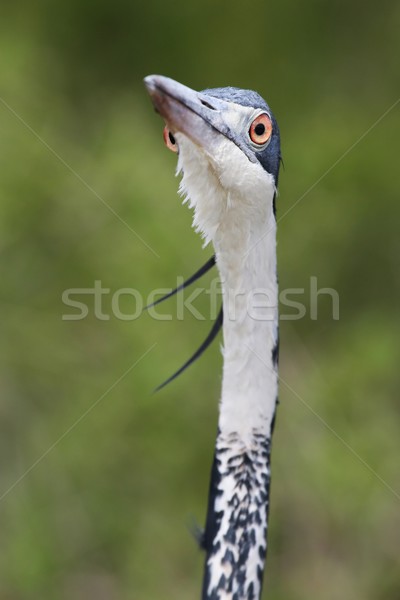 Reiger vogel grappig gras ogen natuur Stockfoto © fouroaks