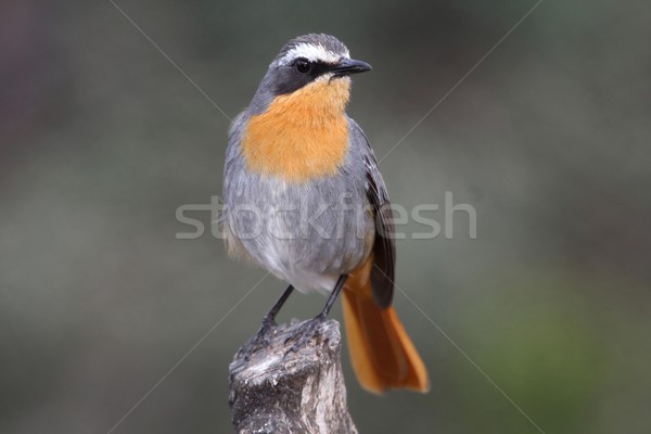 Orange Ground Thrush Bird Stock photo © fouroaks